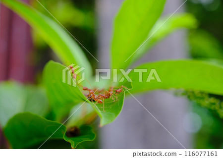 A group of ants A group of ants 116077161