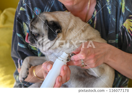 home electric scratching post for dogs. trimming dog's nails 5 116077178