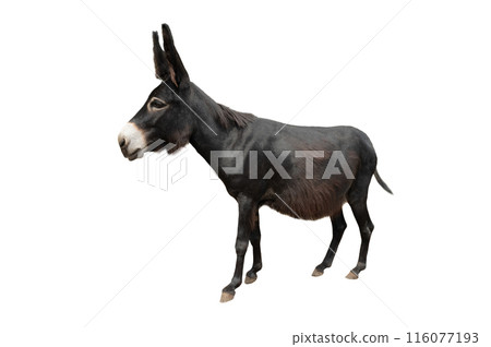 black donkey isolated on white background 116077193