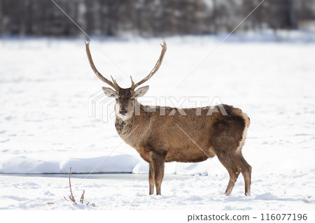 deer stands in the snow against the background of the forest 116077196