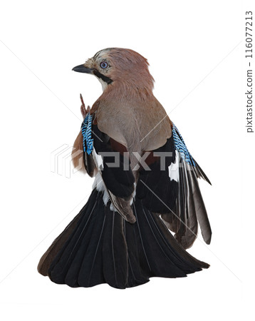 jay with a beautiful tail isolated on a white background jay with a beautiful tail isolated on a white background 116077213