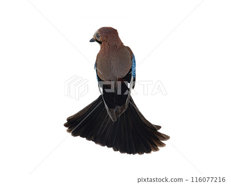 jay with a beautiful tail isolated on a white background 116077216