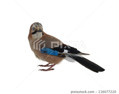 jay isolated on white background 116077220