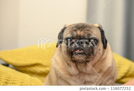 old pug on a sofa with yellow pillows 1 116077252