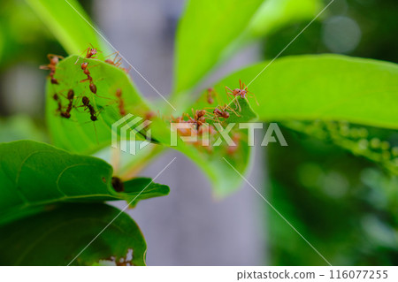 A group of ants A group of ants 116077255