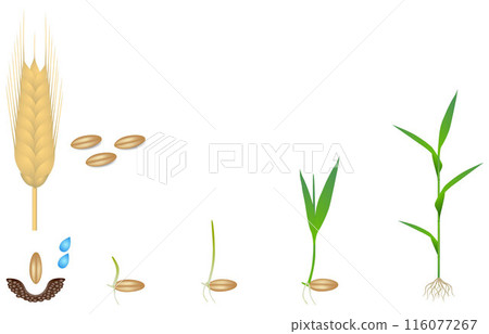 Sequence of a rye plant growing isolated on white. 116077267