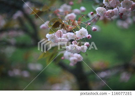 the plum blooming in Alishan national forest recreation area in Taiwan at Chiayi country, one of famous flower in taiwan 116077281