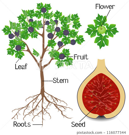 Parts of a fig plant on a white background. 116077344