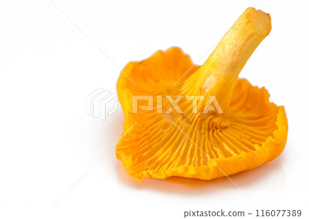 Yellow chanterelle mushrooms isolated on white background 116077389