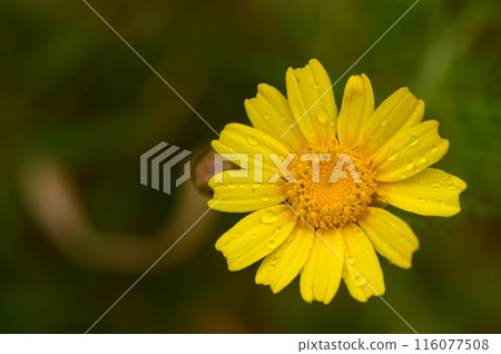 Chrysanthemum coronarium, is a species of flowering plant in the daisy family. It is native to the Mediterranean region. Chrysanthemum coronarium, is a species of flowering plant in the daisy family. It is native to the Mediterranean region. 116077508