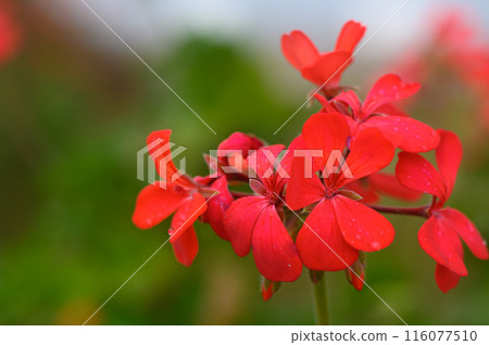 Pelargonium inquinans, red geranium, shrub plant with green leaves 116077510