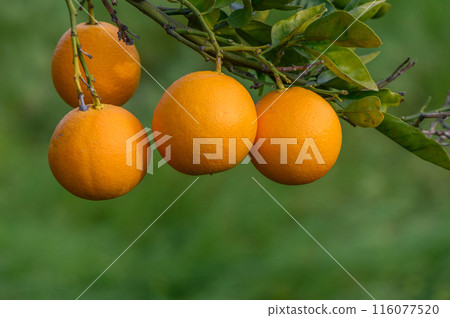 Close-up of ripe oranges hanging on a tree in an orange plantation garden 3 116077520