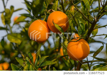 orange tree branches with ripe juicy fruits. natural fruit background outdoors 4 116077523