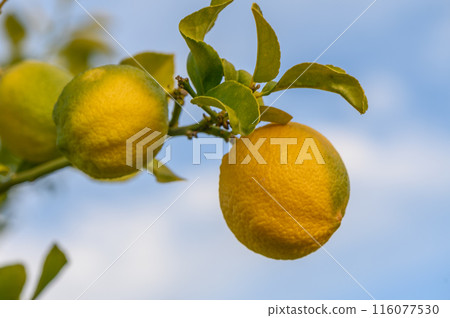 Lemon. Ripe Lemons hanging on a lemon tree. Growing Lemon4 Lemon. Ripe Lemons hanging on a lemon tree. Growing Lemon4 116077530