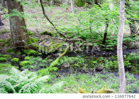 Nature Study Trail at Onuma Park 116077642