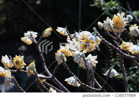 Mitumata花 116077669