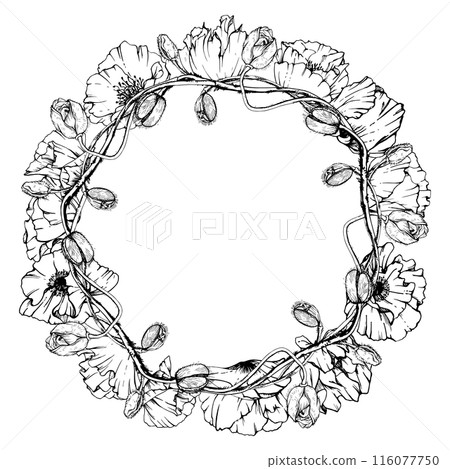 Hand drawn vector graphic botanical illustration flowers leaves. Red poppy papaver, stems buds seedpods. Wreath frame isolated white background. Design wedding, love cards, remembrance day stationery 116077750