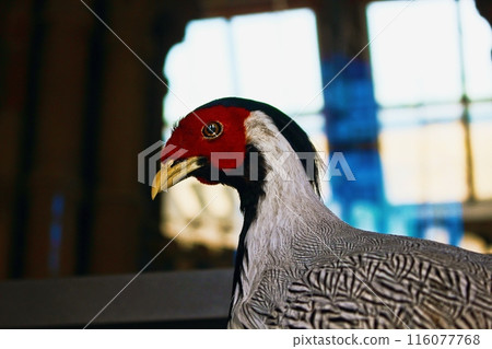 Silver Pheasant Stuffed Animal 116077768