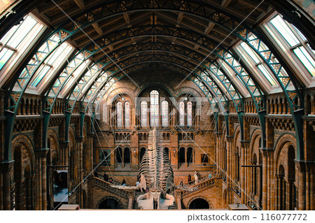 倫敦自然史博物館藍鯨骨架模型 116077772