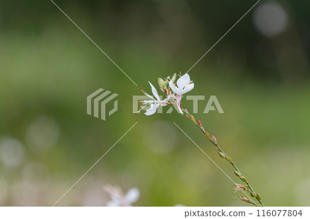 Gaura flowers swaying in the wind Gaura flowers swaying in the wind 116077804