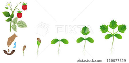 Sequence of a raspberry plant growing isolated on white. 116077839