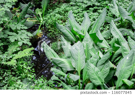 Water basho's leaves Water basho's leaves 116077845