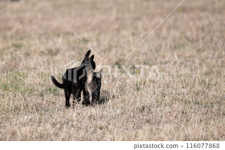 Back view of a walking cat and its child 116077868