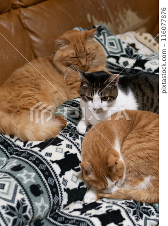Three cats relaxing together Three cats relaxing together 116077876