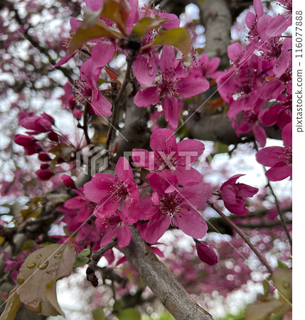Pink cherry blossom flowers close up Pink cherry blossom flowers close up 116077888