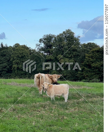 A pair of Highland cattle graze on a green field 116077897