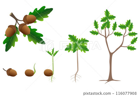 Sequence of a oak tree growing isolated on white. 116077908