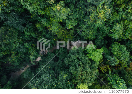 Summer in forest aerial top view,aerial view background forest of trees 116077970