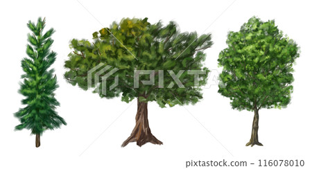 A set of green trees: oak, young spruce, maple. Drawing of green plants from the forest, hiking trails, travel. Natural decoration of campgrounds, parks, and garden plots. Isolated illustration 116078010