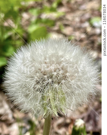 A close-up of dandelion fluff, with even the fine tips of the hairs clearly visible 116078034