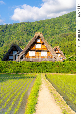 [World Heritage] Shirakawa-go, Sanrengosho in early summer [Gifu Prefecture] 116078118
