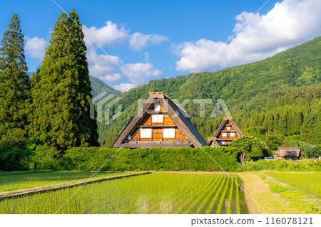 [World Heritage] Shirakawa-go, Sanrengosho in early summer [Gifu Prefecture] 116078121