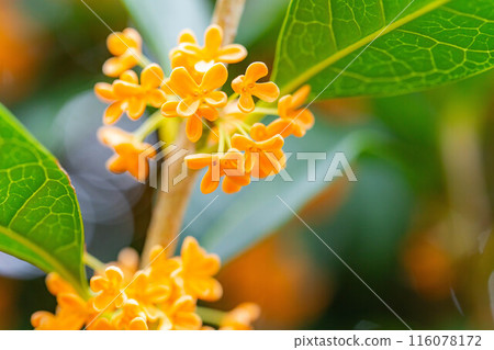 [秋花材料] 桂花 [長野縣] 116078172