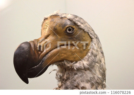 Dodo specimen stuffed 116078226