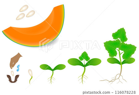 Sequence of a plant of cantaloupe melon growing isolated on white. 116078228