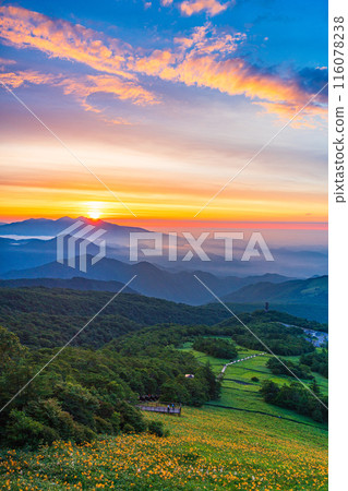 [栃木縣]日光/霧降高原的雲海和黎明時分的木菅平公園的黃花菜 116078238