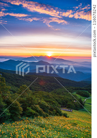 [Tochigi Prefecture] Nikko - Sea of clouds at Kirifuri Highlands and Hemerocallis nikkoenchi at dawn 116078242