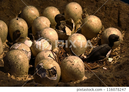 恐龍蛋和兒童標本 116078247