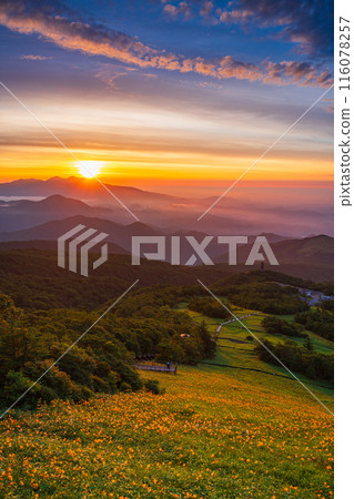 [Tochigi Prefecture] Nikko - Sea of clouds at Kirifuri Highlands and Hemerocallis nikkoenchi at dawn 116078257