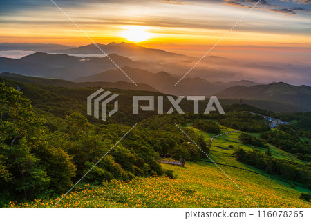 [Tochigi Prefecture] Nikko - Sea of clouds at Kirifuri Highlands and Hemerocallis nikkoenchi at dawn 116078265