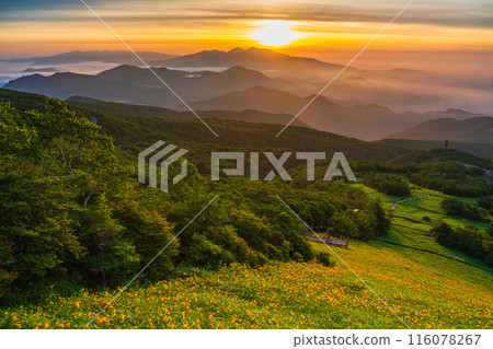 [Tochigi Prefecture] Nikko - Sea of clouds at Kirifuri Highlands and Hemerocallis nikkoenchi at dawn 116078267