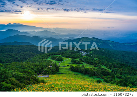 [栃木縣]日光/霧降高原的雲海和黎明時分的木菅平公園的黃花菜 116078272