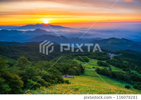 [Tochigi Prefecture] Nikko - Sea of clouds at Kirifuri Highlands and Hemerocallis nikkoenchi at dawn 116078281