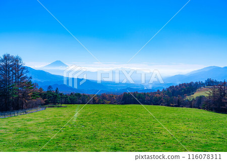 [Mt. Fuji material] Mt. Fuji and blue sky seen from Yamanashi Prefectural Makiba Park [Yamanashi Prefecture] 116078311