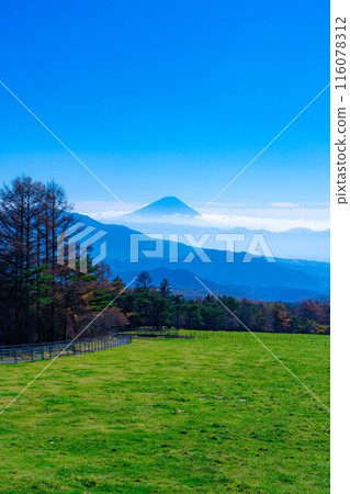 [Mt. Fuji material] Mt. Fuji and blue sky seen from Yamanashi Prefectural Makiba Park [Yamanashi Prefecture] 116078312