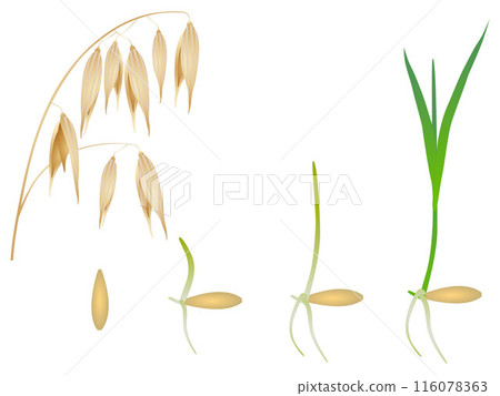 Sequence of oat plant growing isolated on white. 116078363